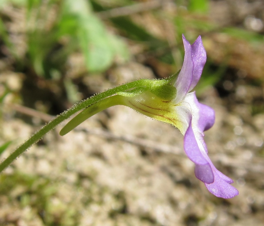 Pinguicula hirtiflora Ten. / Pinguicola a fiori irti